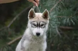 Siberian Husky samczyk Heterochromia po championach ZKwP/FCI 512007790