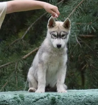 Siberian Husky samczyk Heterochromia po championach ZKwP/FCI 512007790, , Łódź