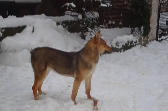 Stella, młodziutka, łagodna, piękna