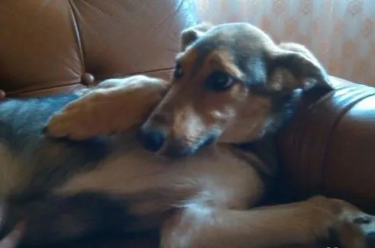 Stella, młodziutka, łagodna, piękna