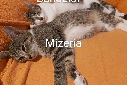 Bandzior szuka domu, Łódzkie, Łódź