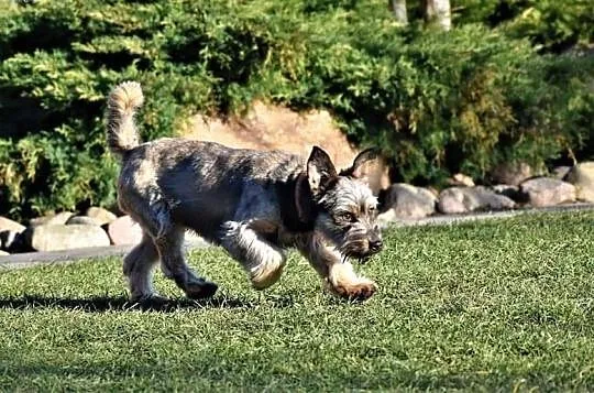 DŻINKS młody wesoły piesek kochający ludzi i świat poleca się do adopcji ,  Kundelki cała Polska, 