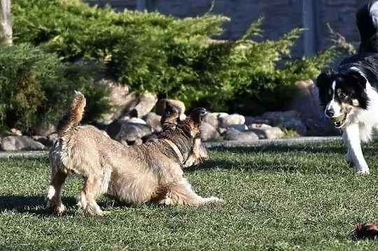 DŻINKS młody wesoły piesek kochający ludzi i świat poleca się do adopcji ,  Kundelki cała Polska, 