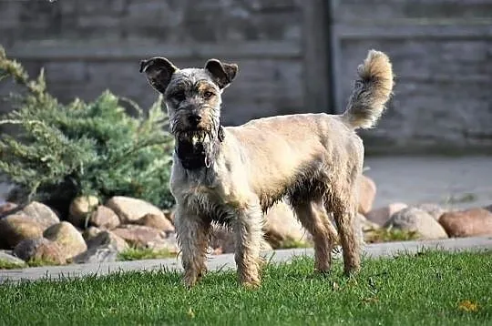 DŻINKS młody wesoły piesek kochający ludzi i świat poleca się do adopcji ,  Kundelki cała Polska, 
