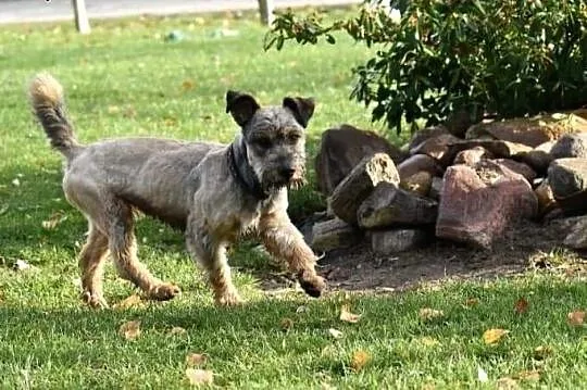 DŻINKS młody wesoły piesek kochający ludzi i świat poleca się do adopcji ,  Kundelki cała Polska, 