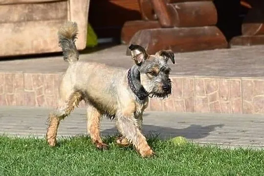 DŻINKS młody wesoły piesek kochający ludzi i świat poleca się do adopcji ,  Kundelki cała Polska, 