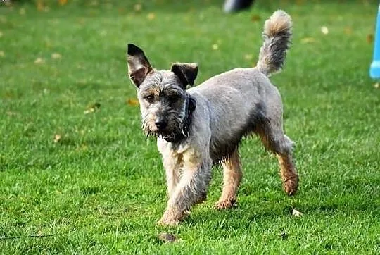 DŻINKS młody wesoły piesek kochający ludzi i świat poleca się do adopcji ,  Kundelki cała Polska, 