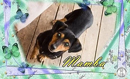 MAMBA - w typie jamnika. Ktoś na ochotnika?, łódz