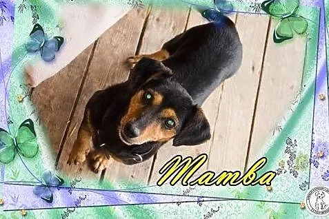 MAMBA - w typie jamnika. Ktoś na ochotnika?,  łódz