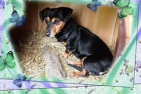 MAMBA - w typie jamnika. Ktoś na ochotnika?,  łódz