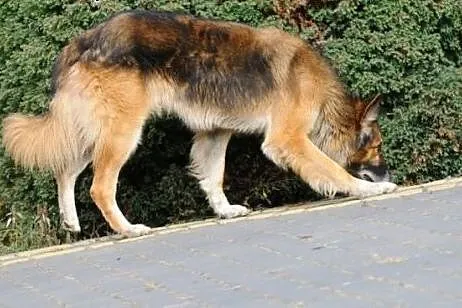 KĘPIAK- wdzięk, uroda, On Ci skrzydeł doda,  mazow