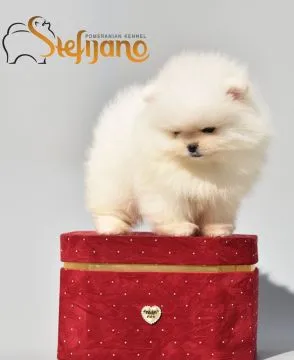 Szpic miniaturowy boo zarejestrowane szczenięta na sprzedaż