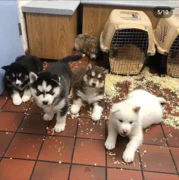 Kochające,syberyjskie husky  słodkie dostępne już teraz na sprzedaż., Mazowieckie, Piaseczno