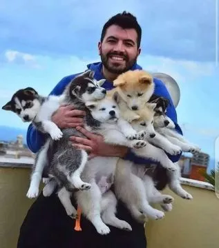 Kochające,syberyjskie husky  słodkie dostępne już teraz na sprzedaż.