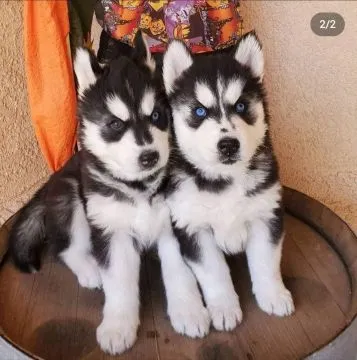 Kochające,syberyjskie husky  słodkie dostępne już teraz na sprzedaż., Mazowieckie, Piaseczno