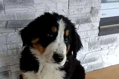 Berneński Pies Pasterski ! DO ODBIORU OD ZARAZ  !!, Podkarpackie, Strzyżów