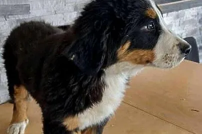 Berneński Pies Pasterski ! DO ODBIORU OD ZARAZ  !!, Podkarpackie, Strzyżów