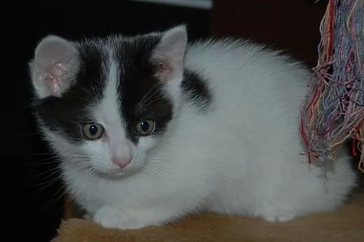 Serduszko - Maly kociak do adopcji,  małopolskie K
