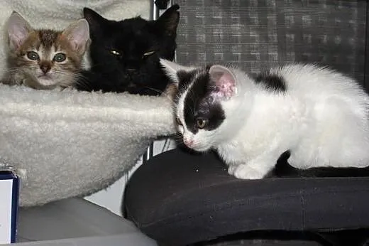 Serduszko - Maly kociak do adopcji,  małopolskie K