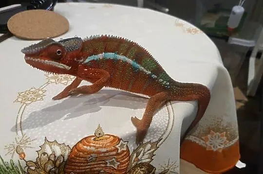 kameleon lamparci ambilobe red bar