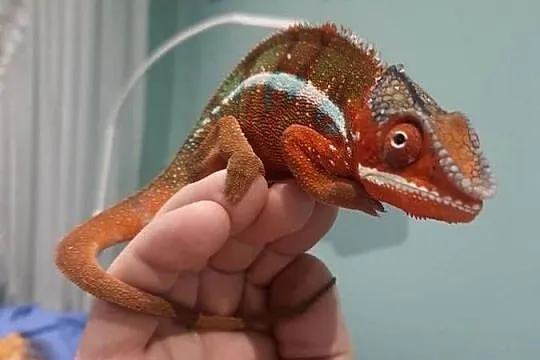 kameleon lamparci ambilobe red bar, Kujawsko-pomorskie, Toruń