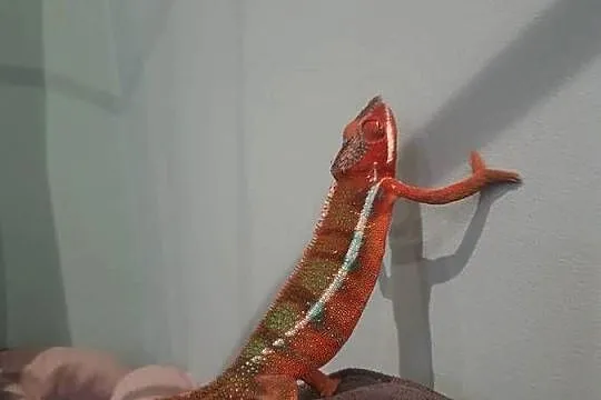 kameleon lamparci ambilobe red bar, Kujawsko-pomorskie, Toruń