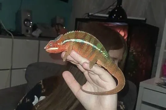 kameleon lamparci ambilobe red bar, Kujawsko-pomorskie, Toruń