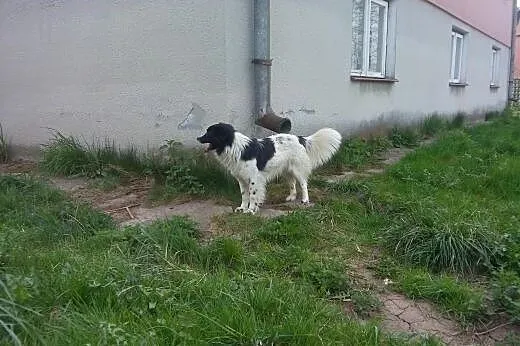Ok roczny mały piesek w typie border colie,  małop