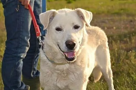 Białek do adopcji - psiak cud, miód i orzeszki! Sp