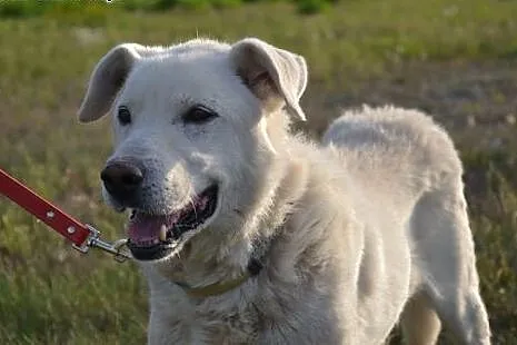 Białek do adopcji - psiak cud, miód i orzeszki! Sp