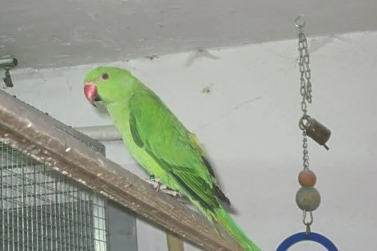 Papuga Aleksandretta Obrożna - zielona z 2020 r., Luboń