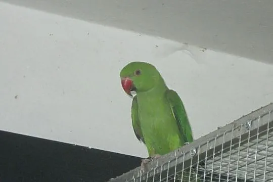 Papuga Aleksandretta Obrożna - zielona z 2020 r., Luboń