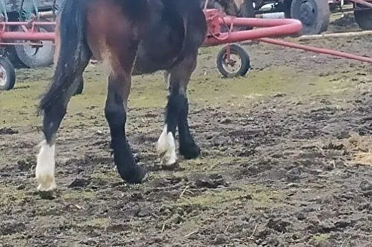 Witam sprzedam klaczkę, Wielkopolskie, Złotów