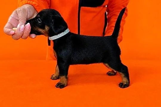Terrier Niemiecki ZKwP
