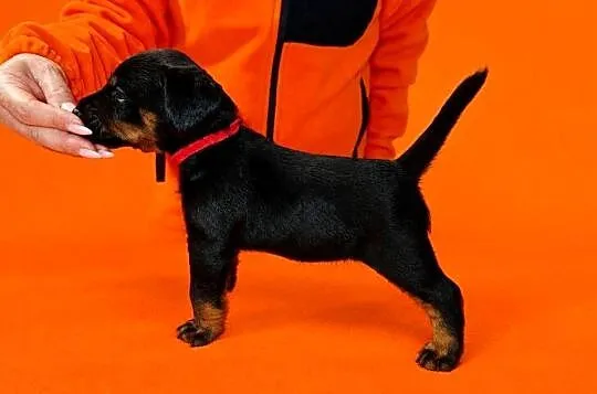 Terrier Niemiecki ZKwP, Łódzkie, Sieradz