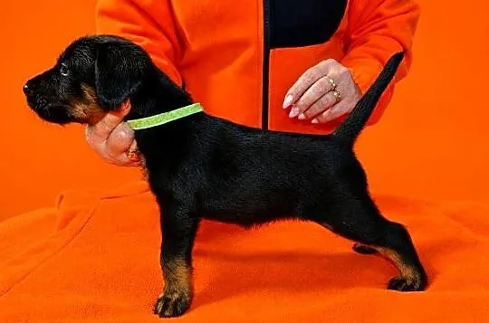 Terrier Niemiecki ZKwP, Łódzkie, Sieradz
