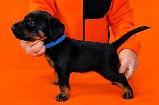 Terrier Niemiecki ZKwP, Łódzkie, Sieradz
