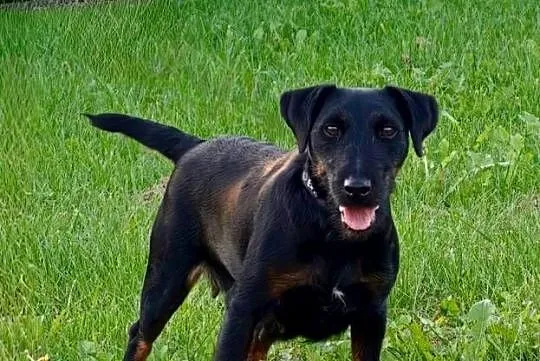 Terrier Niemiecki ZKwP, Łódzkie, Sieradz