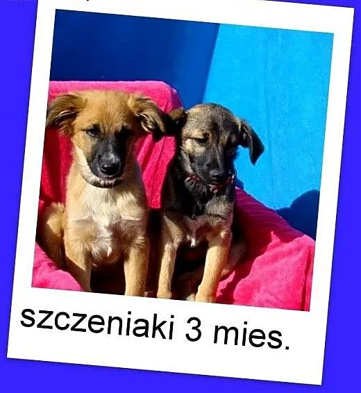 3 mies. docelowo średnie szczeniaki,piesek,suczka