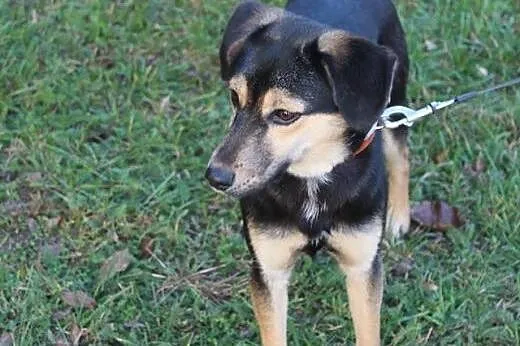 Stella, 6 miesięczny SZCZEANIAK szuka domu,  Kunde