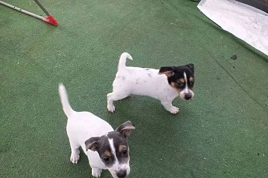szczeniaki suczki Jack Russell Terrier, Zachodniopomorskie, Koszalin
