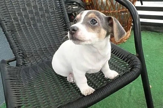 szczeniaki suczki Jack Russell Terrier, Zachodniopomorskie, Koszalin