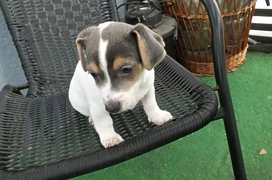 szczeniaki suczki Jack Russell Terrier, Zachodniopomorskie, Koszalin