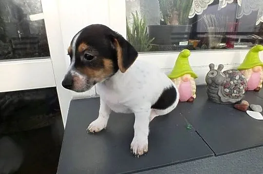 szczeniaki suczki Jack Russell Terrier, Zachodniopomorskie, Koszalin