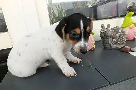 szczeniaki suczki Jack Russell Terrier, Zachodniopomorskie, Koszalin