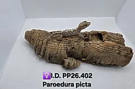 Paroedura Picta gekon madagaskarski