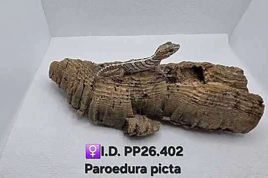 Paroedura Picta gekon madagaskarski