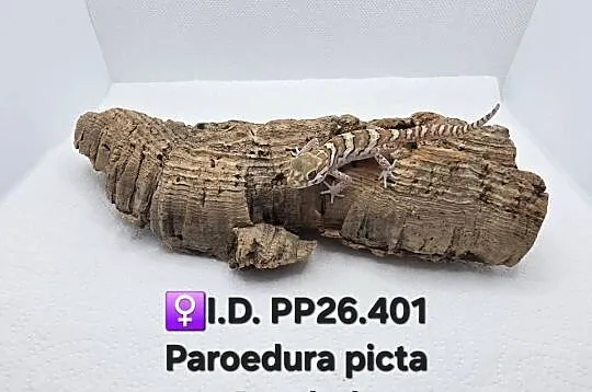 Paroedura Picta gekon madagaskarski, Śląskie, Zawiercie