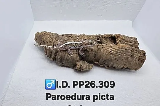 Paroedura Picta gekon madagaskarski, Śląskie, Zawiercie