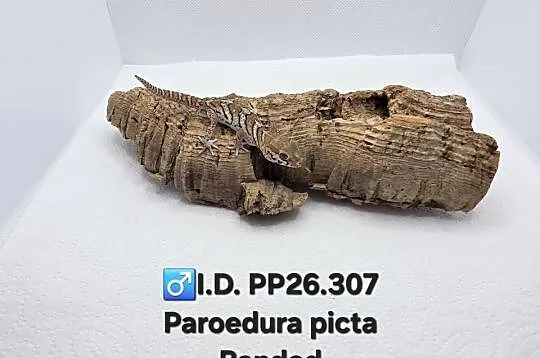 Paroedura Picta gekon madagaskarski, Śląskie, Zawiercie